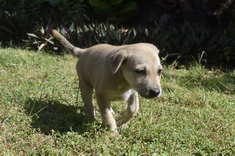 Rescue dogs for adoption in garden grove on yp.com. Gorgeous puppies FREE for adoption | Dumaguete Info ...