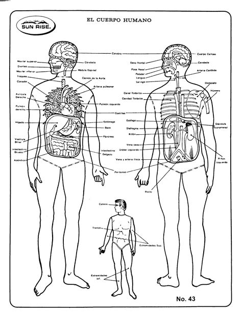 Diagrama Del Cuerpo Humano