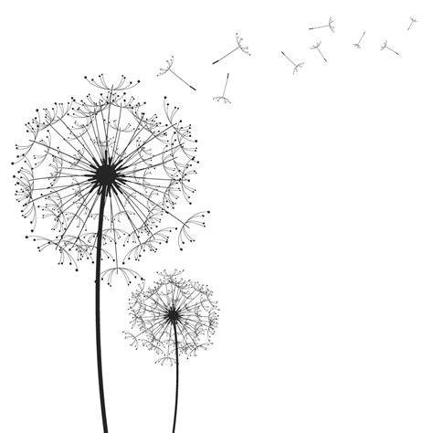 Download Dandelion clipart vector, Dandelion vector Transparent FREE for download on WebStockReview 2021