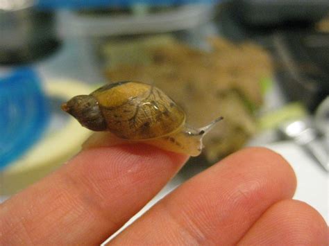 Snail Sex In Suny Esf Lab Could Save Endangered Thumb Sized Species