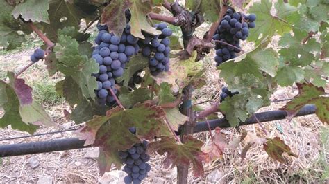 New Grape Vine Virus Detected In Three States But Industry Says No