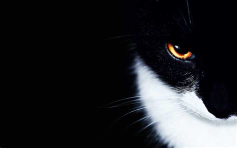 Black And White Cat Wallpapers Wallpaper Cave