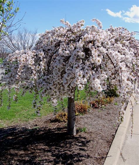 With the white weeping cherry they are! Snow Fountain® Weeping Cherry - low form - Bower & Branch