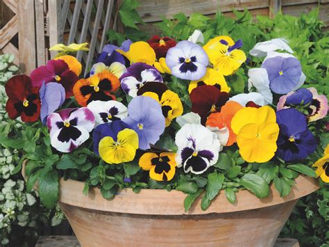 A Guide To Planting Winter Bedding Suttons Hub