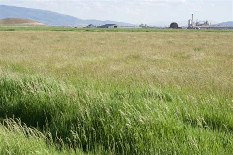 All Purpose Pasture Grass Mix Great Basin Seeds Pasture Grass Seed