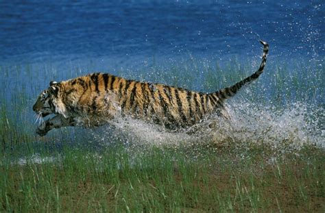 Bengal Tiger Panthera Tigris Tigris Adult Running Through Water Stock