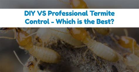And with good reason — there are a multitude of diy instructions on topics ranging from building a deck to remodeling a bathroom. How to Get Rid of Termites on Your Own (in House & Outdoor)