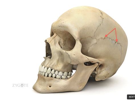 Skull At Colorado Mesa University Studyblue