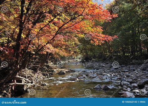 Autumn Season Riverside Stock Photo Image Of Autumn 106562142