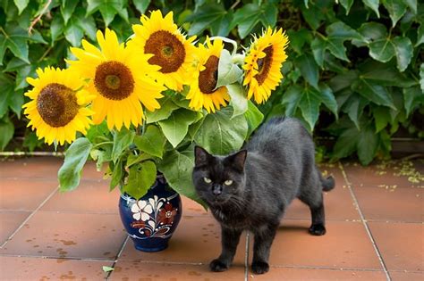 We did not find results for: 15 Common Plants That Are Safe For Cats To Be Around