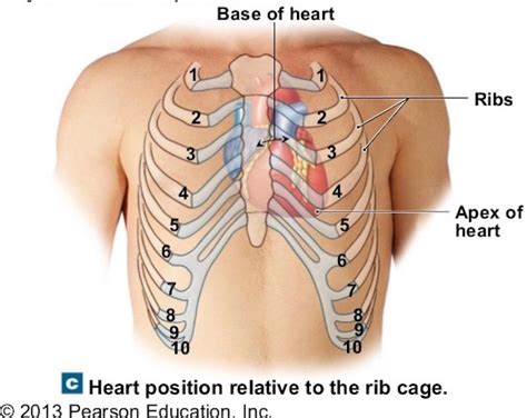 Are you feeling pain under left rib cage? Anatomy Lesson #39 "Dem Bones - The Human Skeleton" - Outlander Anatomy