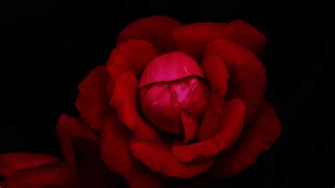 Download Wallpaper 3840x2160 Rose Flower Petals Red Dark Macro 4k