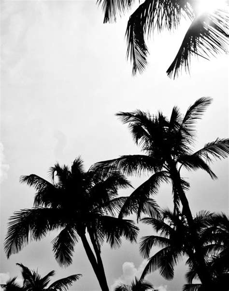 Tumblr Black And White Palm Tree Wallpaper Mural Wall