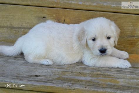 I have six adorable golden retriever puppies. Golden Retriever puppy for sale near Cincinnati, Ohio. | 93de63c0-3c41