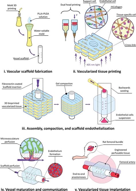 3d Bioprinting How To Print Blood Vessels For Transplant