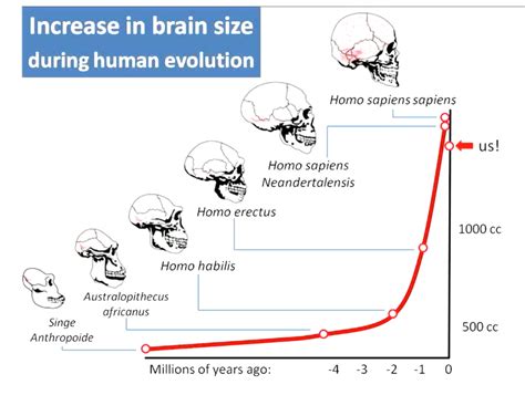 Evolution Of The Human Brain