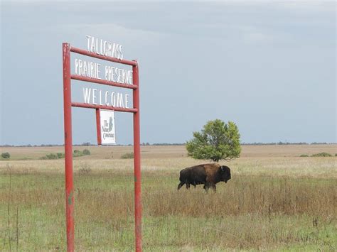 Oklahomas Tallgrass Prairie Preserve Seeks Docent Volunteers