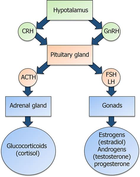 frontiers regulation of the immune system development by glucocorticoids and sex hormones