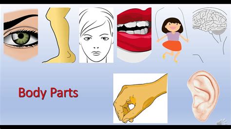 Body Parts External Body Parts Internal Body Parts How To Teach