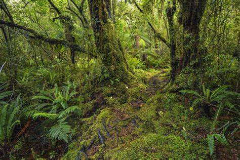 New Zealand Southland Lush Green Rainforest In Tutoko Valley Stock Photo