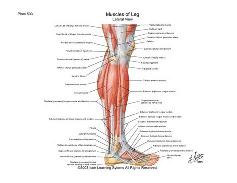 Tennis leg represents a myofascial or tendinous injury of the lower limb and, not surprisingly, is seen most frequently in tennis players. Knee muscles and tendons | Leg muscles diagram, Anatomy of ...