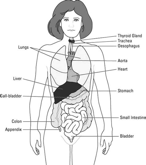 Most men say they prefer the look or feel of certain body parts of women, most of the. Female Body Diagram : Female Organs Diagram . Female ...