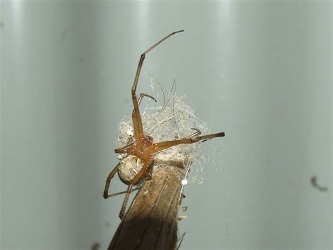 Theridiidaelatrodectus Geometricus Brown Widow Spider Fem Flickr