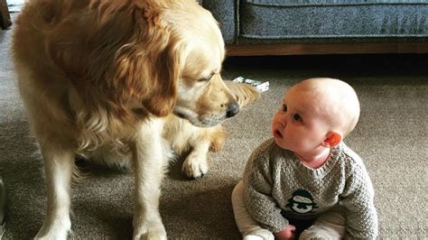 Funniest Moment Between Babies And Dogs 😆🤣 Funny Babies And Pets Youtube