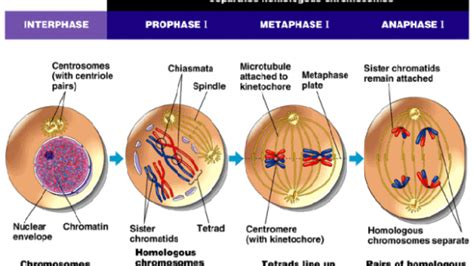 Yanjuz Meiosis Dan Perbandingan Tahapan Meiosis Dan Mitosis Mutualist Us