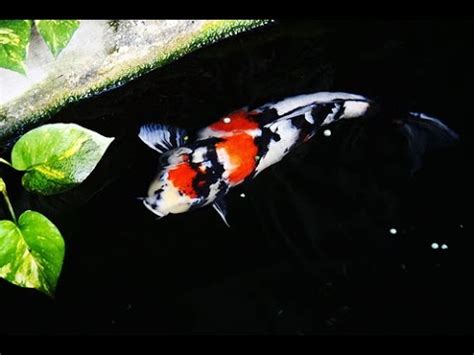 Ikan koi showa Jepang bagus - YouTube