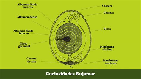El Huevo Estructura Y Composición Grupo Avícola Rujamar