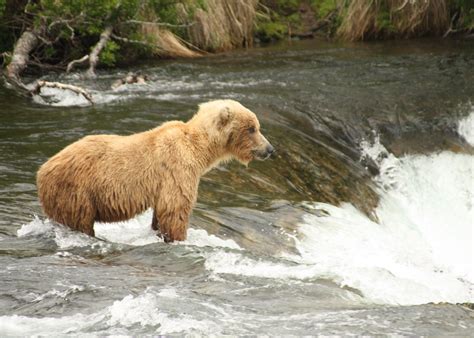 The Bears of Brooks Falls, Alaska | Audley Travel