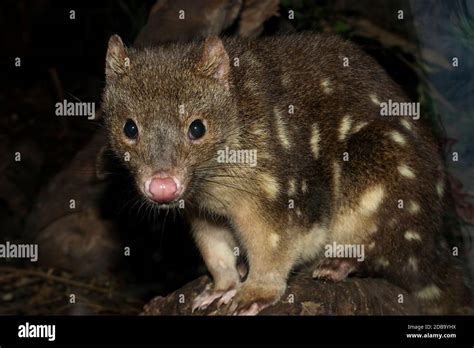 Close Up Of Spotted Quoll Stock Photo Alamy