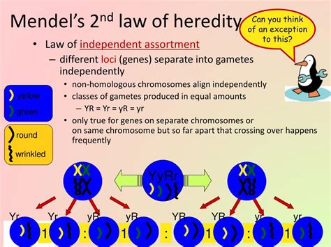 Ppt Genetics And The Work Of Mendel Ch 14 Powerpoint Presentation
