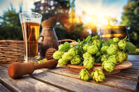 What Are Hops In Beer Different Types Of Hops