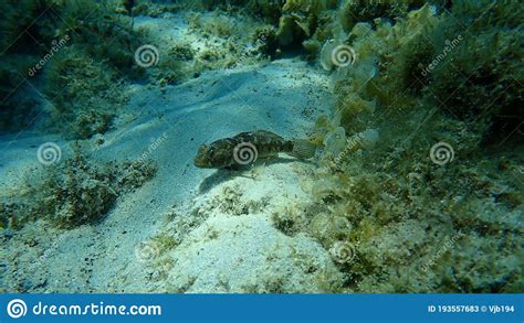 Black Goby Gobius Niger Undersea Aegean Sea Greece Stock Image