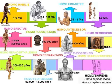 Linea El Tiempo De La Evolucion Humana Nadia 505 Pdf Ar Images And