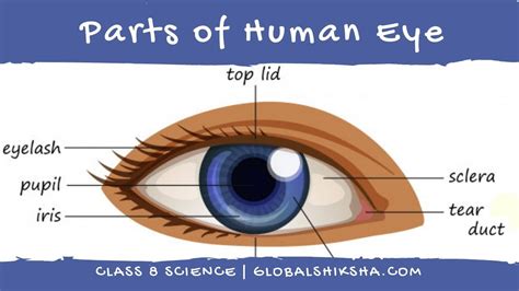 Class 8 Science Structure And Working Of Human Eye Cbse Board Youtube