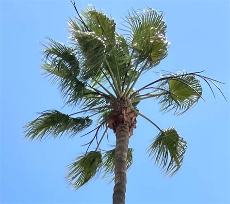 Mexican Fan Palm At Knotts Berry Farm