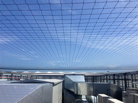Rats and mice pest control in brighton, hove, hassocks, burgess hill and lewes. Bird Proofing The Brighton And Hove Albion Football Club ...