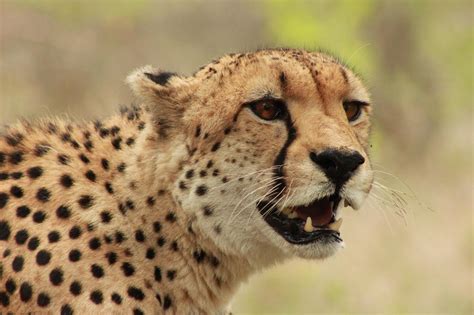 Conserving Cheetahs - Worldwide Experience
