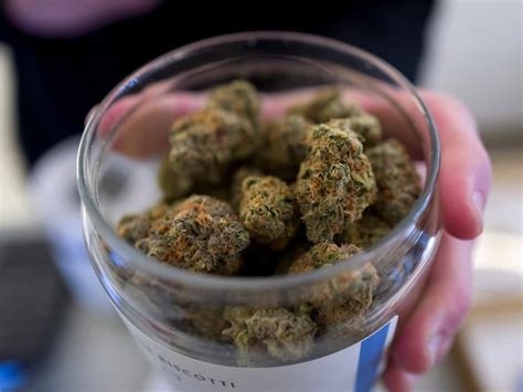 13 Cannabis Dispensaries Shut Down After Saint John Undercover Operation