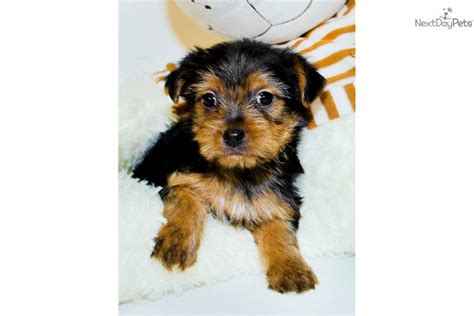 Meet Sammie A Cute Yorkiepoo Yorkie Poo Puppy For Sale For 395