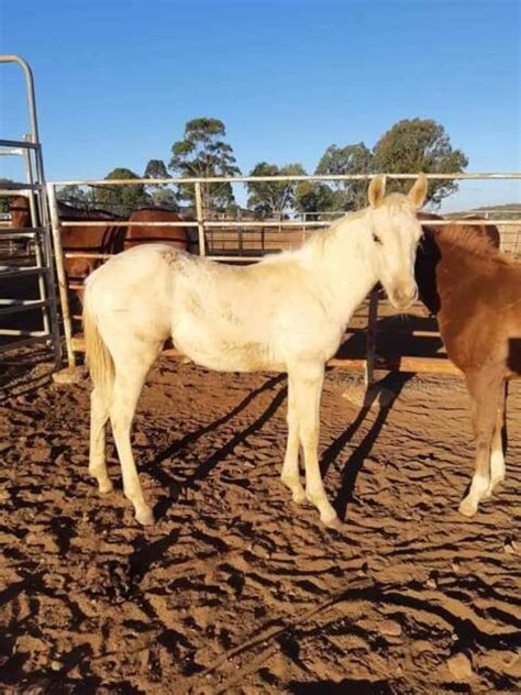 Unregistered Creamy Qh Colt Horses And Ponies Gumtree Australia