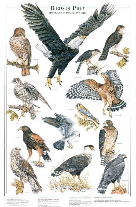 Birds Of Prey Identification Chart Eagles Hawks Kites Birds Of