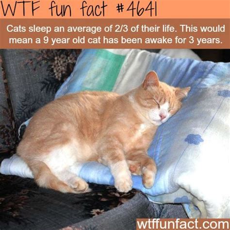 Wtf Facts Funny Interesting And Weird Facts Fun Facts About Cats