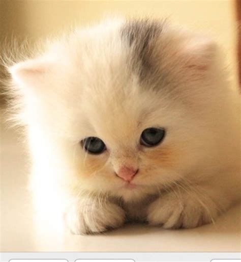 This Adorable Kitten Will Melt Your Heart Kittens Puppies And Cupcakes Cute Pictures And S
