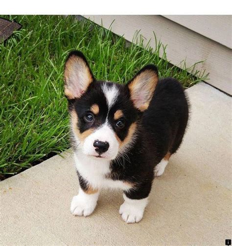 Check Out Our Site For Additional Info On Cute Dogs It Is Actually An