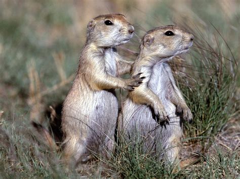 Fond Décran Animaux écureuil Faune Moustaches Chien De Prairie