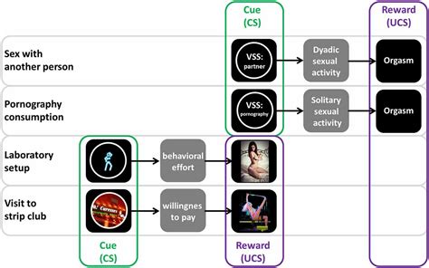 Frontiers Visual Sexual Stimuli—cue Or Reward A Perspective For